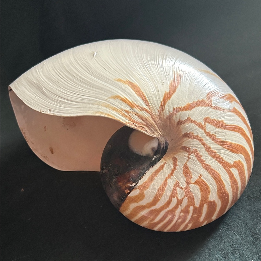 Large Natural Nautilus Seashell 7” Nautilus Pompilius
